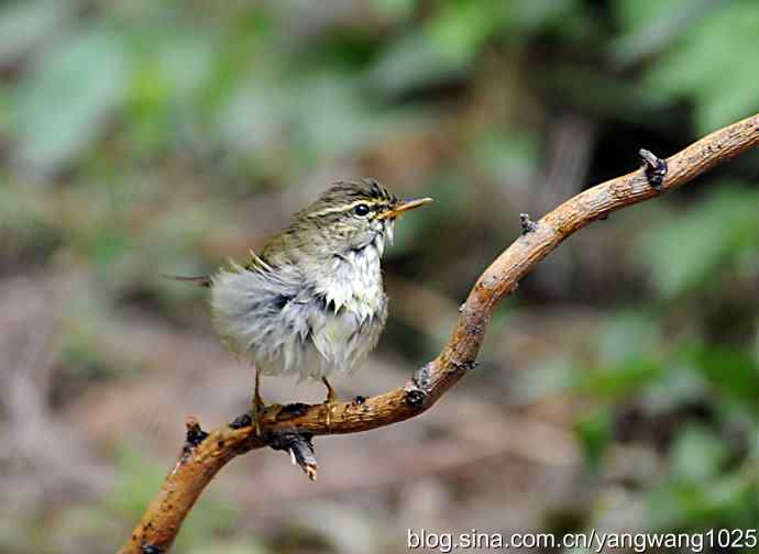 极北柳莺(浴后晾羽)3 极北柳莺(浴后晾羽)3