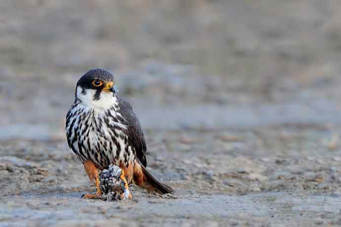摄猛野鸭湖（地版与早餐）