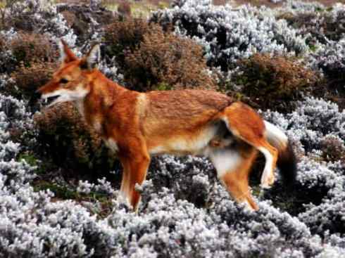 犬科:犬亚科犬属之西门豺、侧纹豺(胡狼类) 犬科:犬亚科犬属之西门豺、侧纹豺(胡狼类)