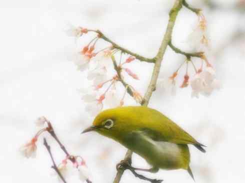 家禽驯化之源之二十五（绣眼鸟、鹊鸲四喜）