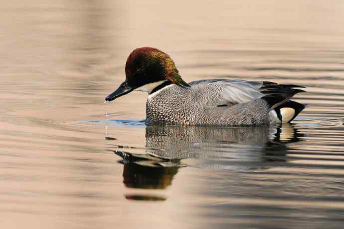 唐罗鸭 wbr八百里加急★ 唐罗鸭 wbr八百里加急★
