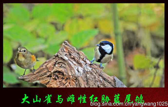 北京天坛公园的鸟类——大山雀与雌性红胁蓝尾鸲