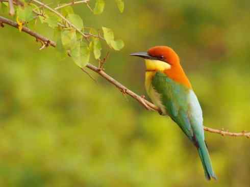 绝色攀禽：佛法僧目之蜂虎3