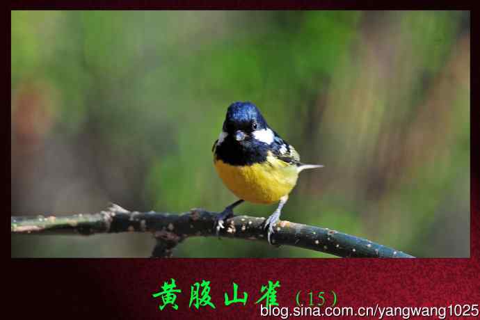 黄腹山雀（15）