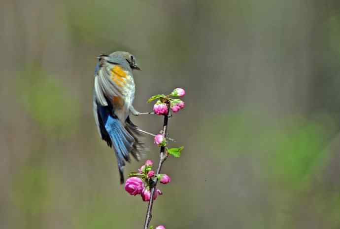雄性红胁蓝尾鸲（10）