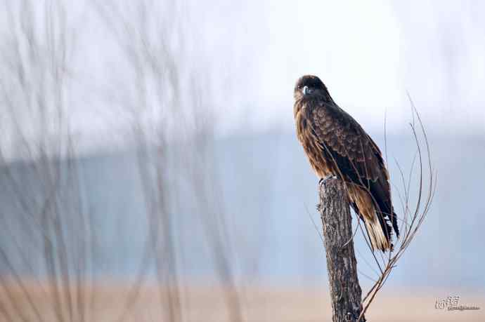 对黑耳鸢K07-012837的12次记录 对黑耳鸢K07-012837的12次记录