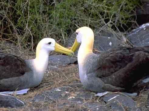 猎奇：奇特的鸟喙之七