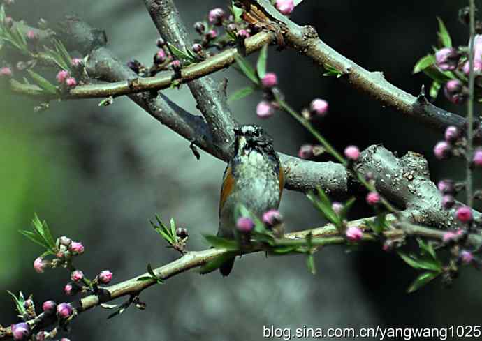 洗浴与梳理（纪实）