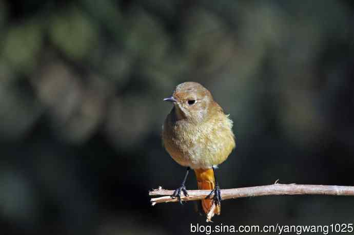 雌性北红尾鸲（1）