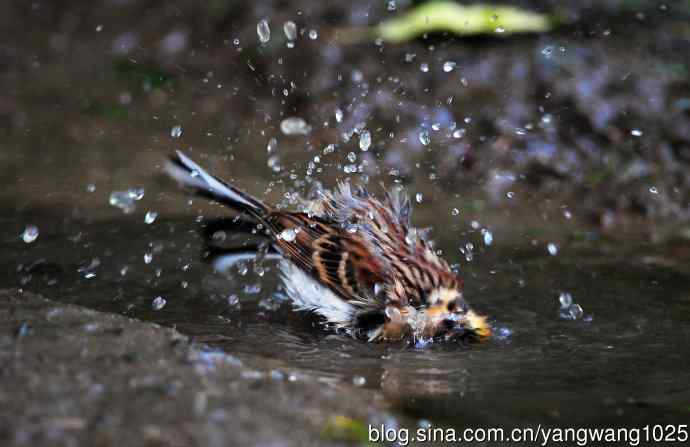 洗浴中的黄喉鹀