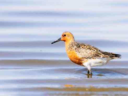 自然奇观：动物大迁徙(涉禽)