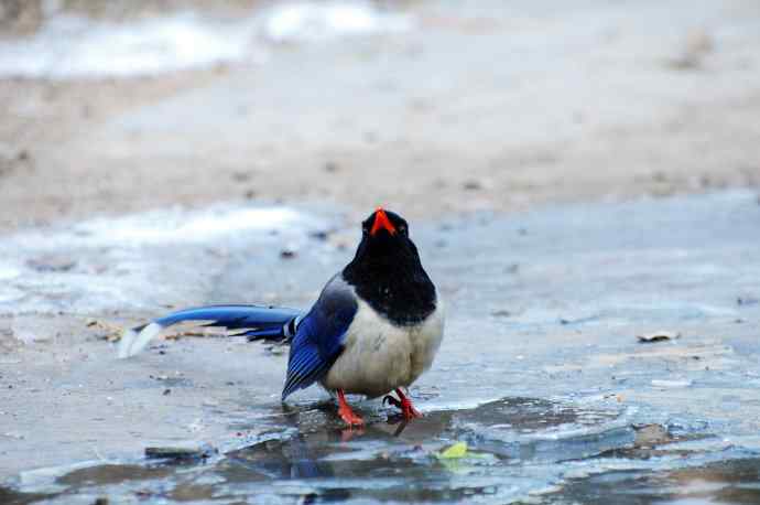 红嘴蓝鹊（10）