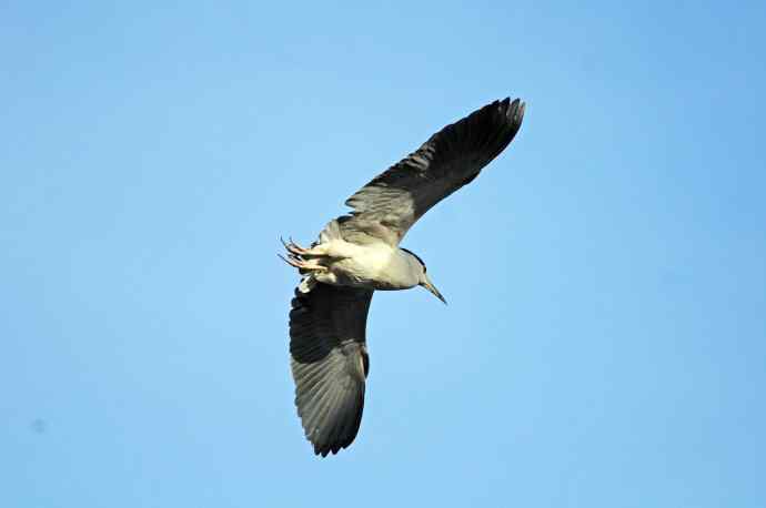 北京动物园的鸟类——飞（夜鹭）40