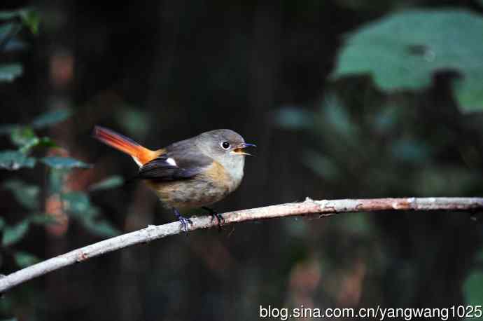雌性北红尾鸲（9）