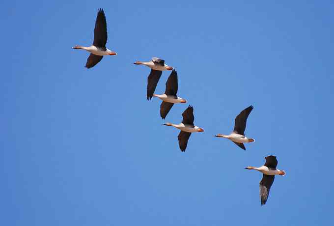 野鸭湖雁鸭翔飞 野鸭湖雁鸭翔飞
