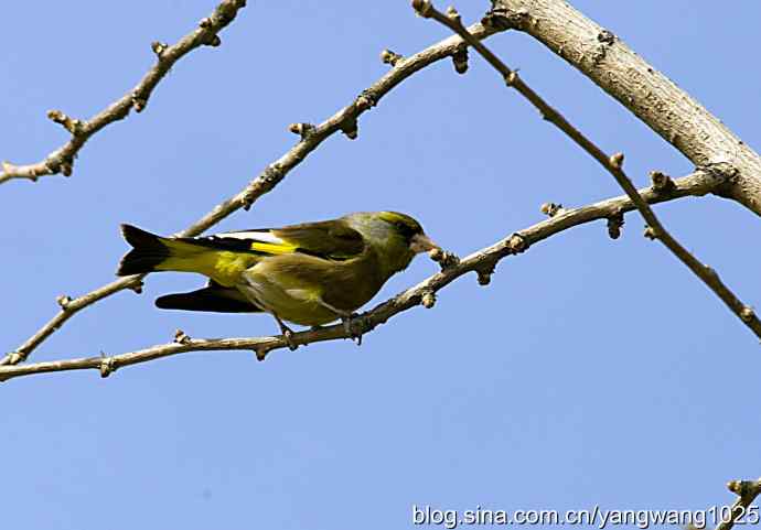 艰难(大风中的金翅鸟纪实) 艰难(大风中的金翅鸟纪实)