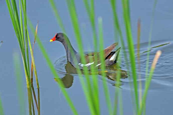 北京将府公园的鸟类——黑水鸡