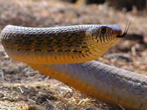 龙:传说的兽原型探秘(游蛇类) 龙:传说的兽原型探秘(游蛇类)