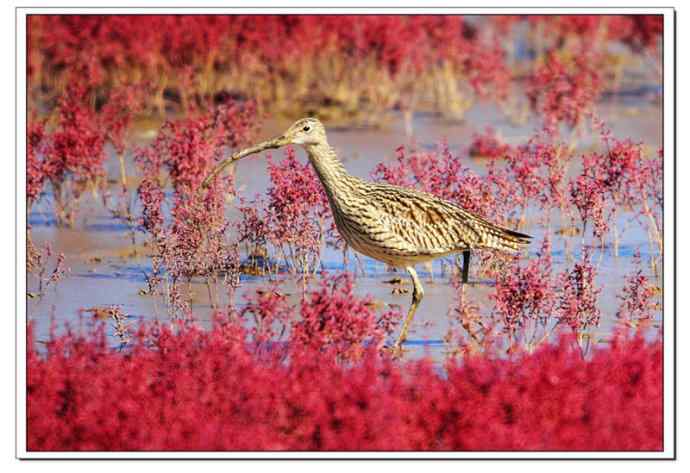 红海滩里的濒危杓鹬