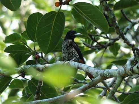 美丽无罪:雀鸟之朱鹂 美丽无罪:雀鸟之朱鹂