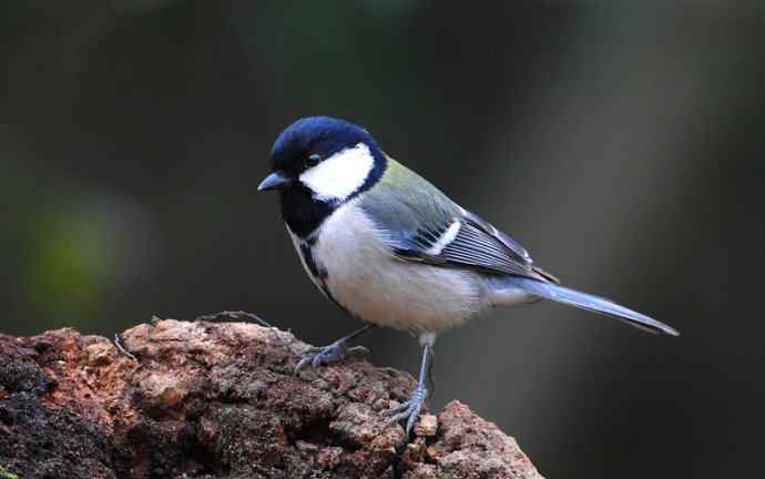 洋县两天观鸟,秦岭如此美妙! 洋县两天观鸟,秦岭如此美妙!