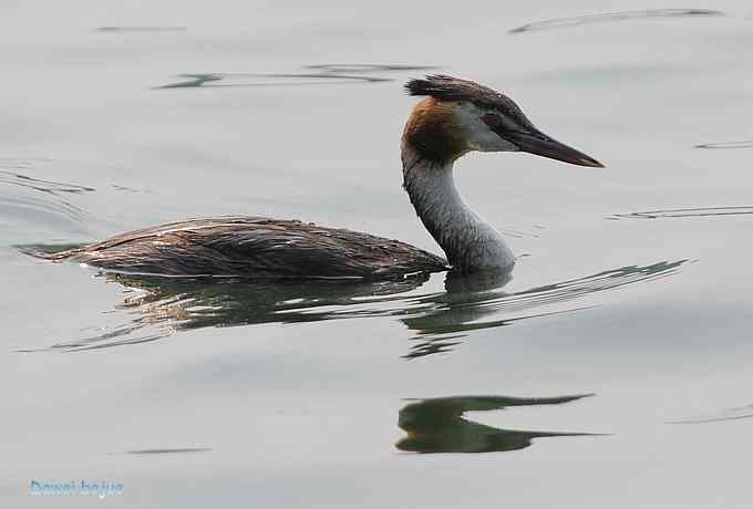 颐和园的凤头