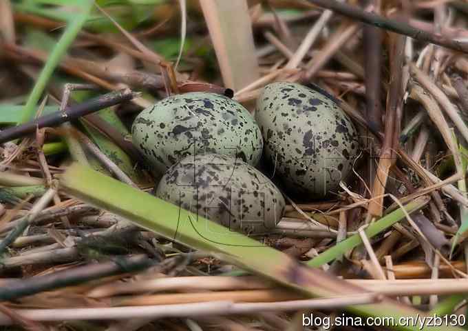 这世界，我来了！任凭风暴漩涡鈥︹Γㄗ橥迹25张图片）