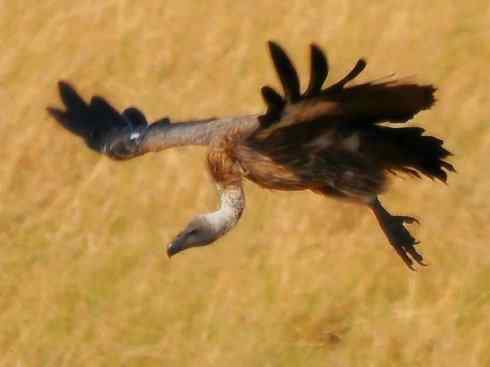 另类鸟类建筑师之一（白鹳、秃鹳）
