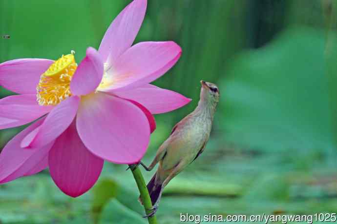 东方大苇莺与荷花（8）