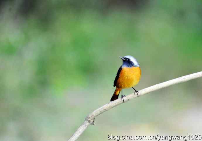 雄性北红尾鸲（1）