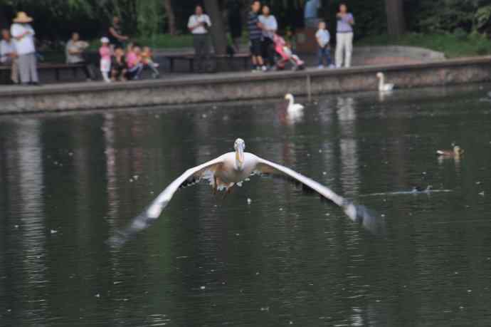 再拍大鹈鹕 wbr wbr4