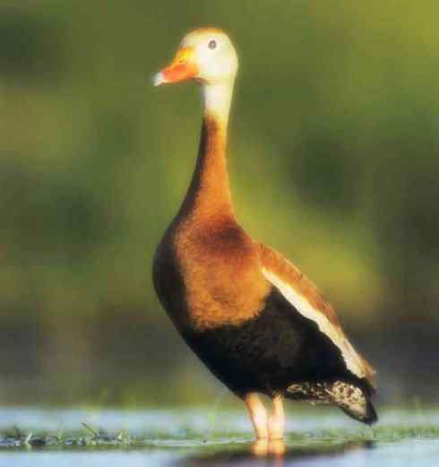 猎奇：十大奇异的雁鸭之四（树鸭、麝鸭）