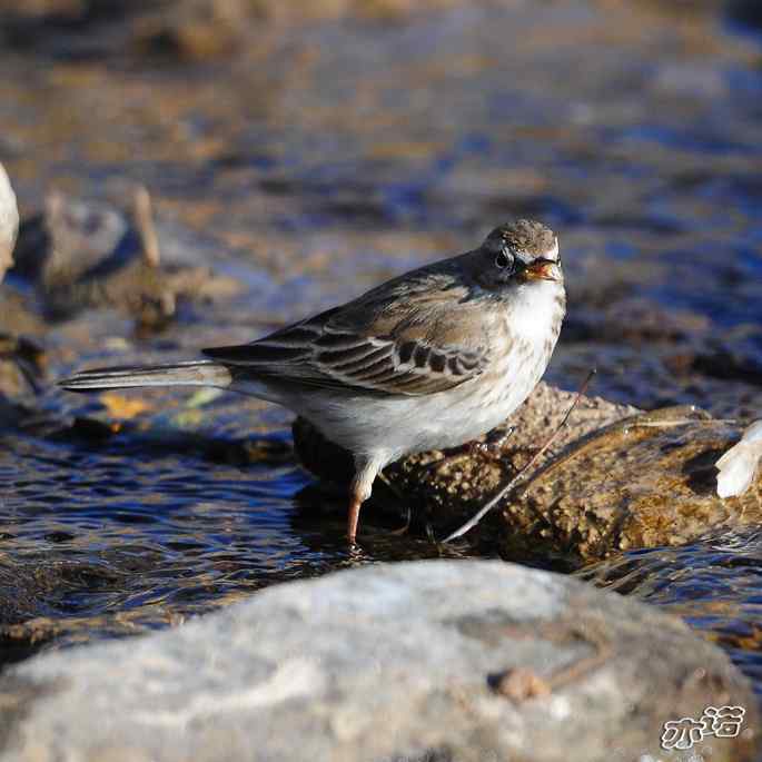 白河峡谷 wbr路 wbr水鹨 白河峡谷 wbr路 wbr水鹨