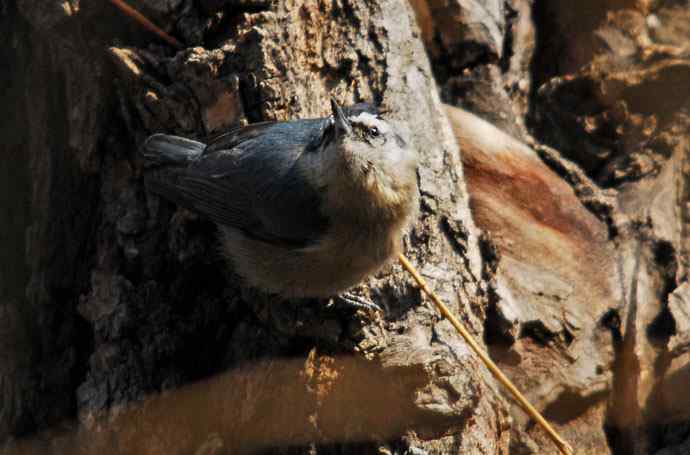 北京植物园赏鸟（五），黑头（组图）