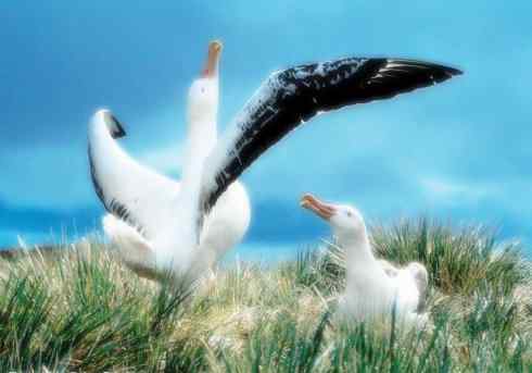 十大鸟类建筑师之二（织布鸟、维达雀）