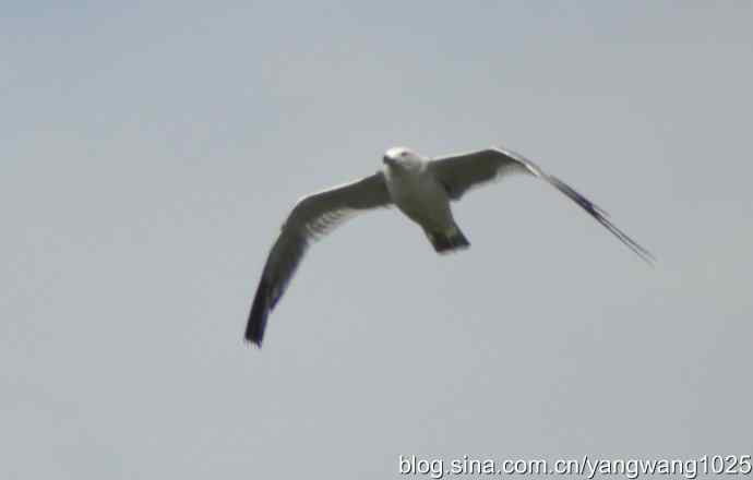 飞（海鸥） wbr1