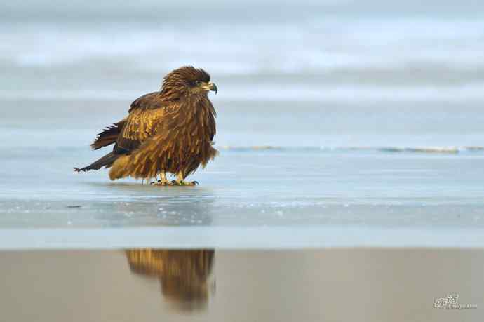 滞留在北方的黑耳鸢 滞留在北方的黑耳鸢