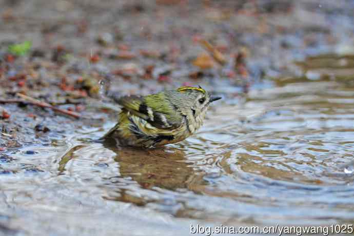 北京天坛公园的鸟类——戴菊鸟（23）