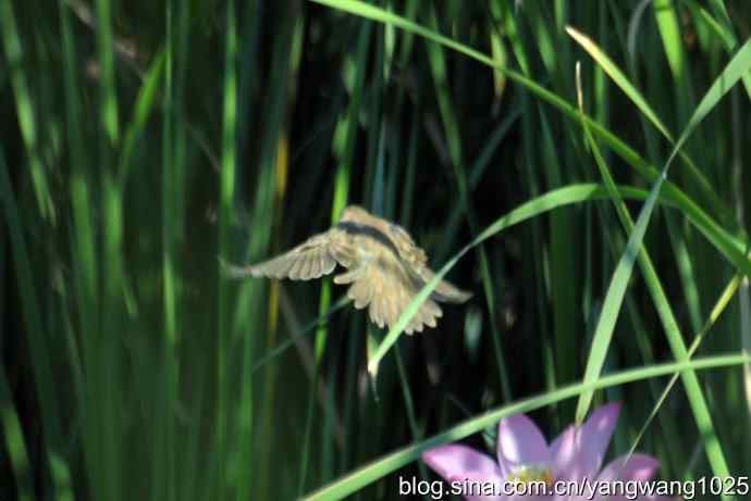 隐藏很深的大苇莺