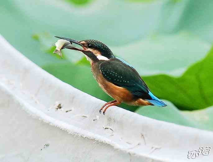 圆明园&nbsp;wbr路&nbsp;wbr小翠吃大鱼