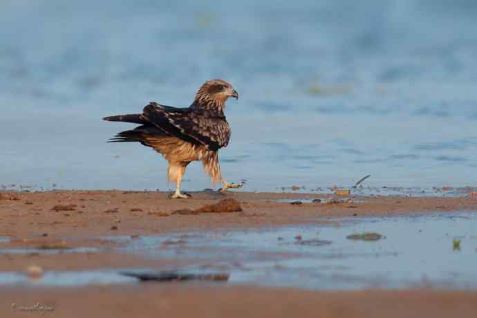 野鸭湖.晨曦中的黑耳鳶