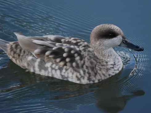 欣赏：美丽的钻水鸭2