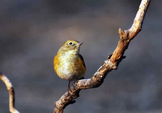 雌性红胁蓝尾鸲(21) 雌性红胁蓝尾鸲(21)