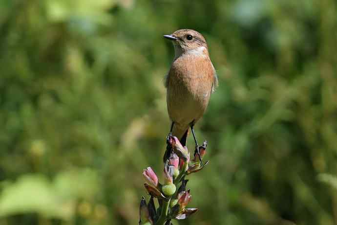 【新鸟】黑眉苇莺.发冠卷尾.巨嘴柳莺 【新鸟】黑眉苇莺.发冠卷尾.巨嘴柳莺