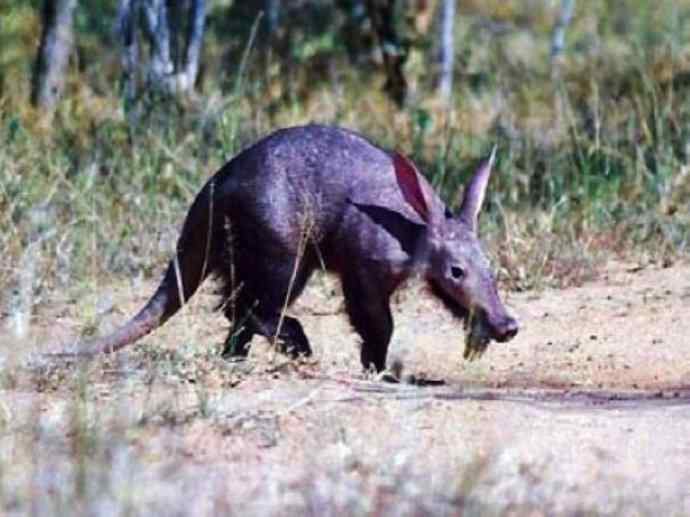 盘点十二大著名食蚁动物：土豚