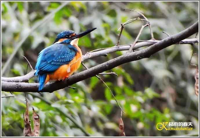 印象翠鸟【照片】