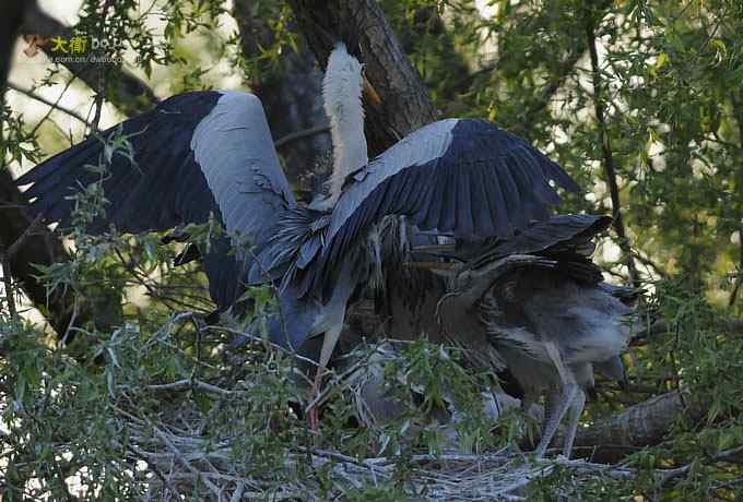 大苍的儿子有点烦
