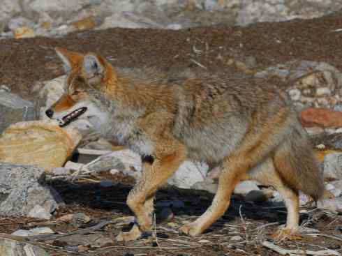 犬科:犬亚科犬属之郊狼、红狼 犬科:犬亚科犬属之郊狼、红狼