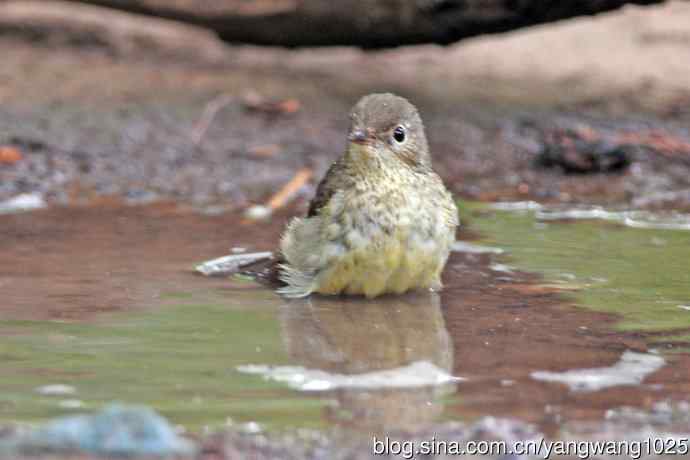 雌性白眉姬鹟（18）