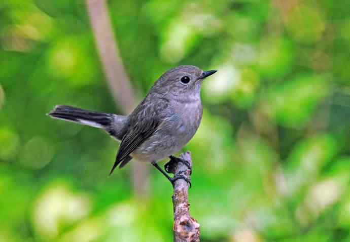 雌性白眉姬鹟(亚成鸟) 雌性白眉姬鹟(亚成鸟)